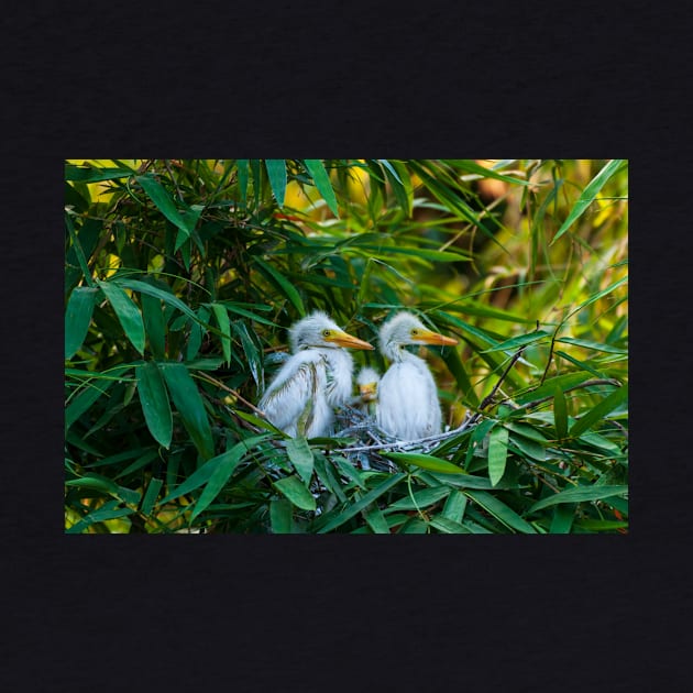 Three Great White Egret Chicks on the Nest. Cute baby birds photography. by kstanvir